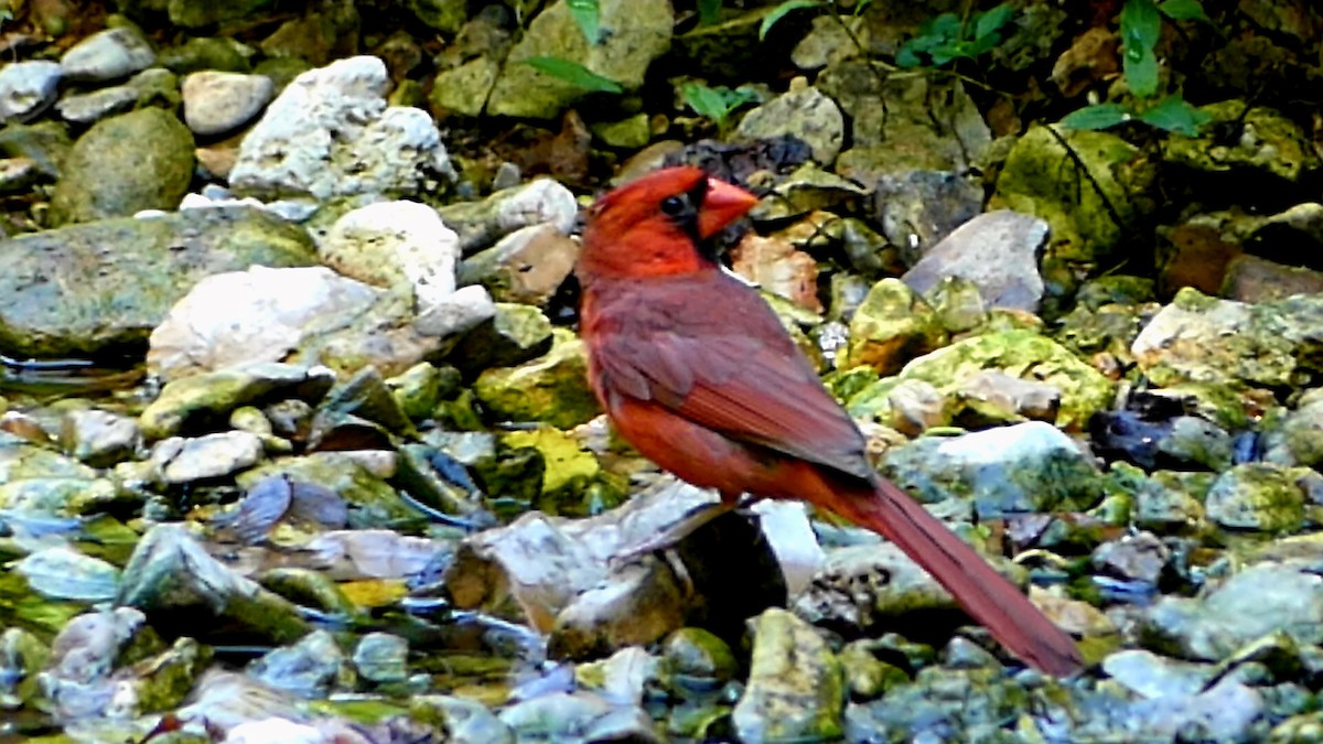 Cardinal rouge - ML621201821