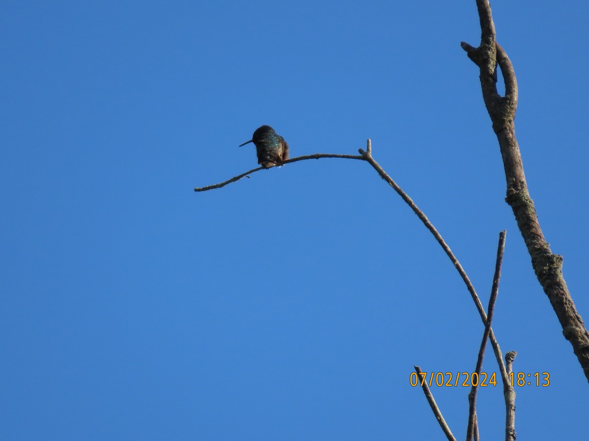 Ruby-throated Hummingbird - ML621201826