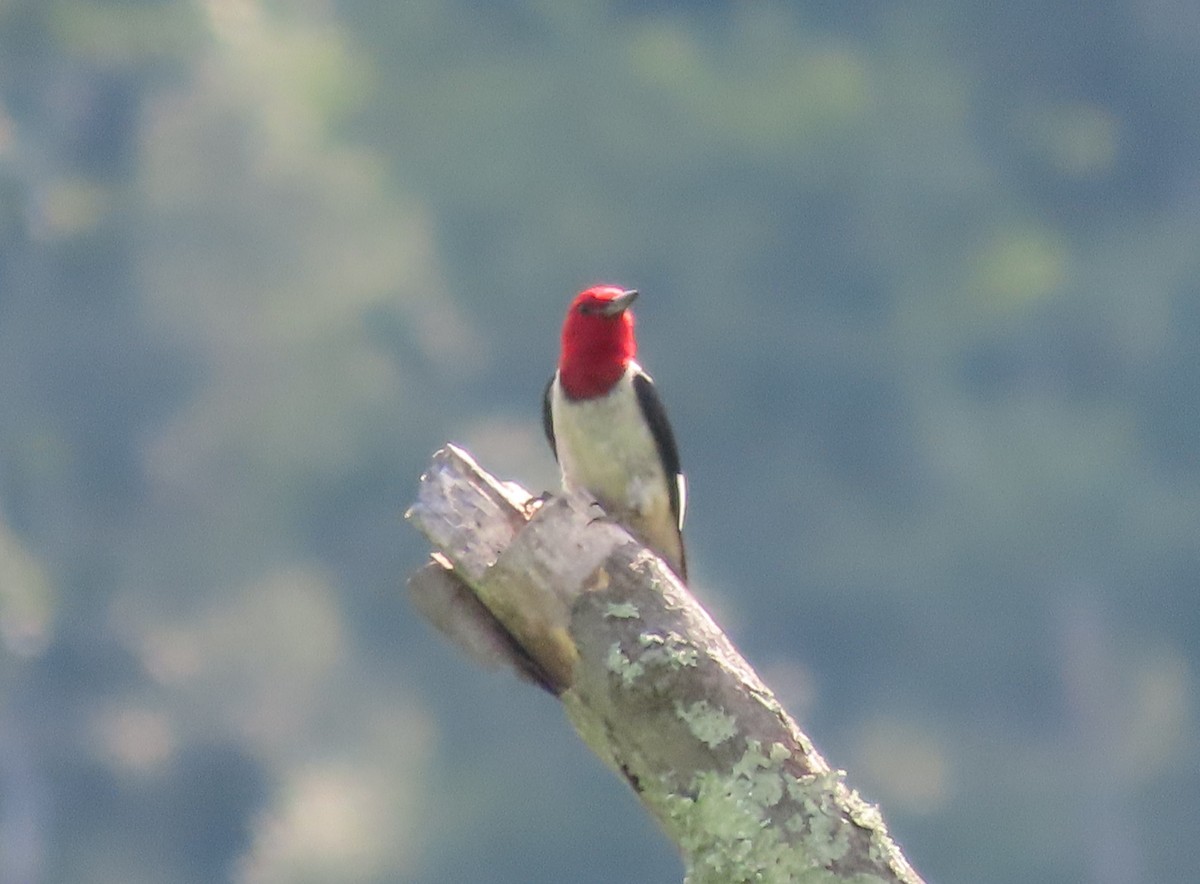 Red-headed Woodpecker - ML621201844