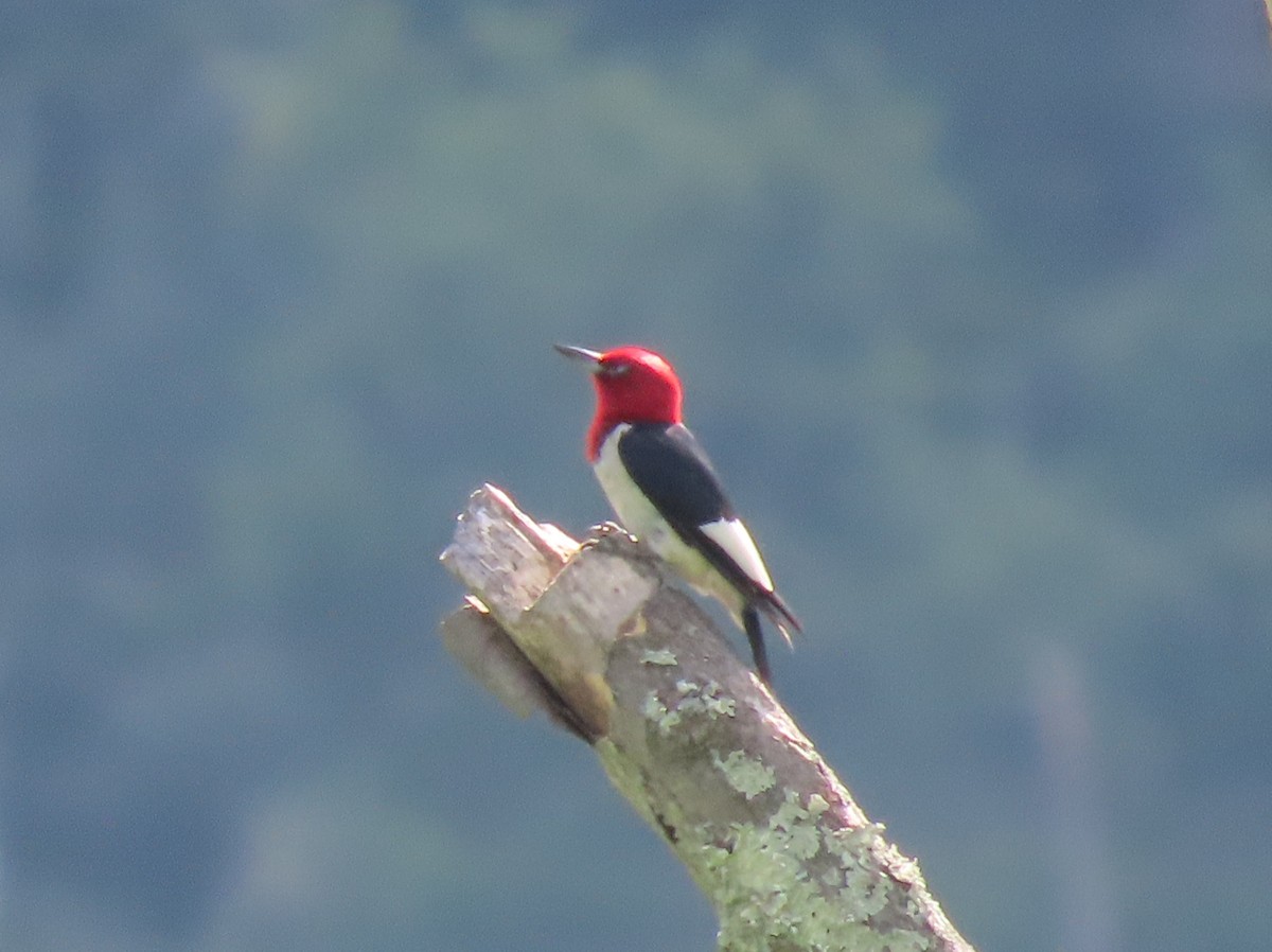 Red-headed Woodpecker - ML621201849