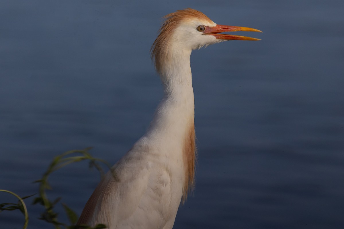 Египетская цапля (ibis) - ML621201873