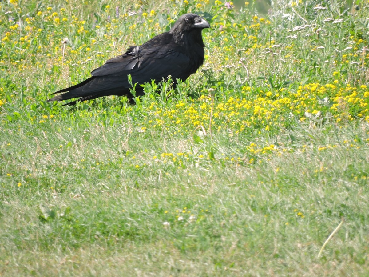 Common Raven - ML621201883