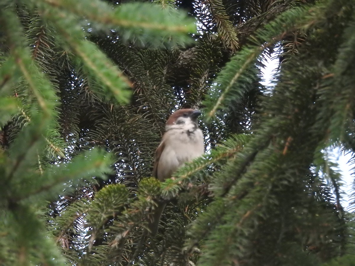 Eurasian Tree Sparrow - ML621201886