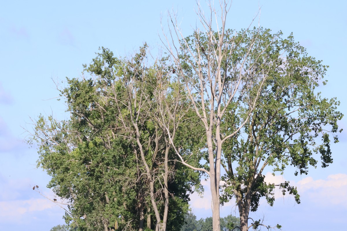 Белоголовый орлан - ML621201906