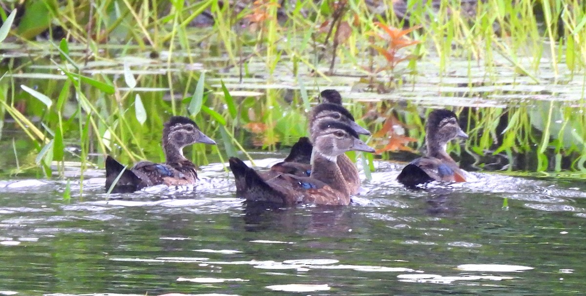 Wood Duck - ML621201911