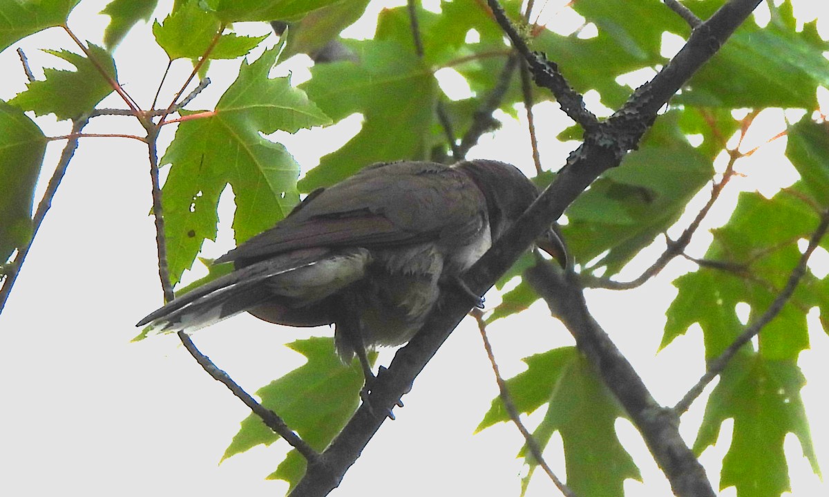 Yellow-billed Cuckoo - ML621201916