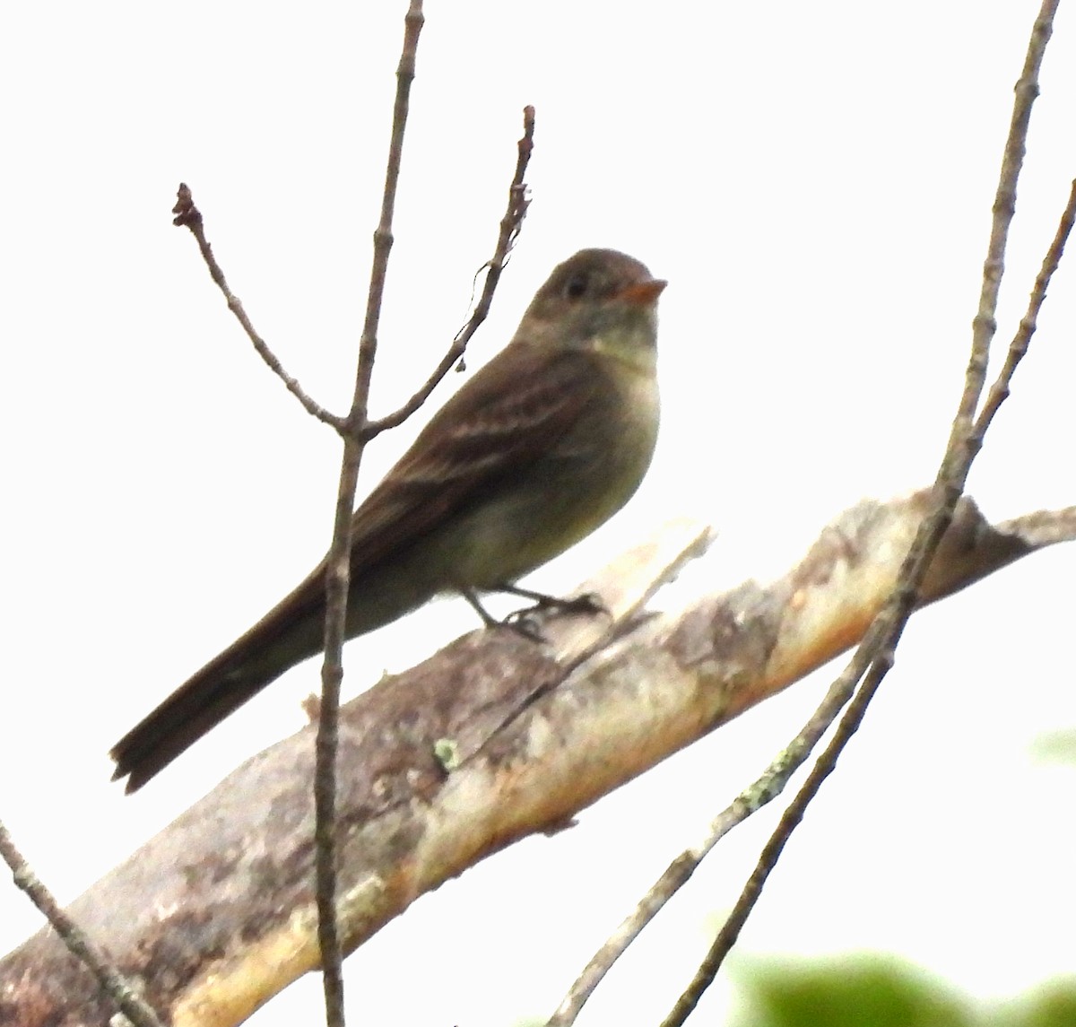 Eastern Wood-Pewee - ML621201920