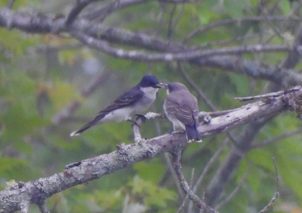 Eastern Kingbird - ML621201933