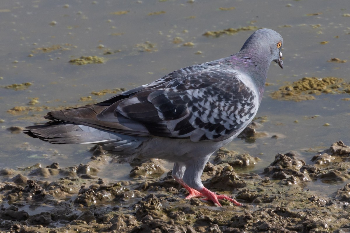 Rock Pigeon (Feral Pigeon) - ML621201937