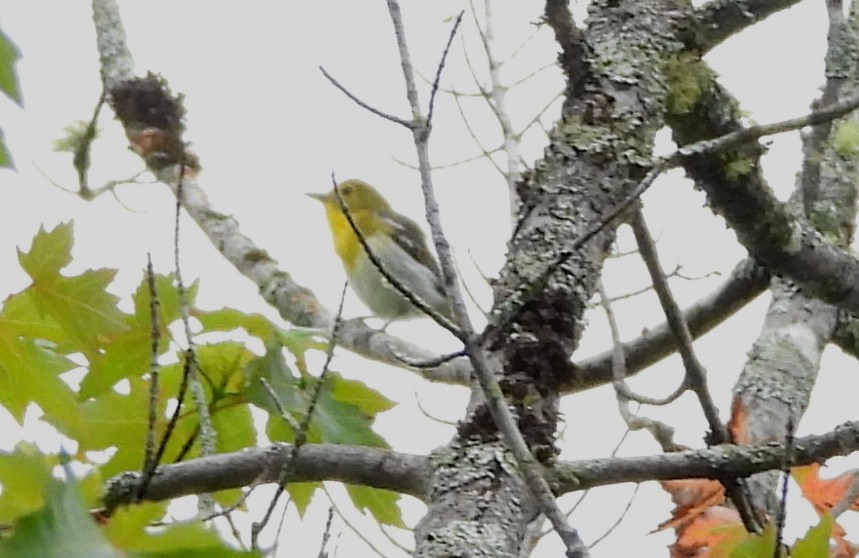 Yellow-throated Vireo - ML621201941