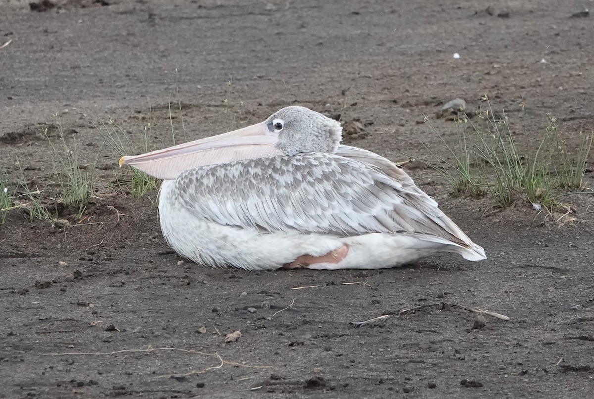 Pink-backed Pelican - ML621201953
