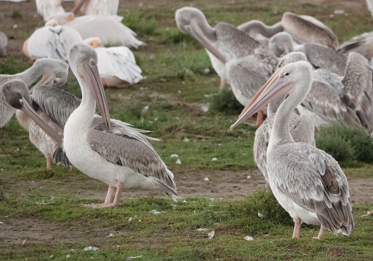 Pink-backed Pelican - ML621201964