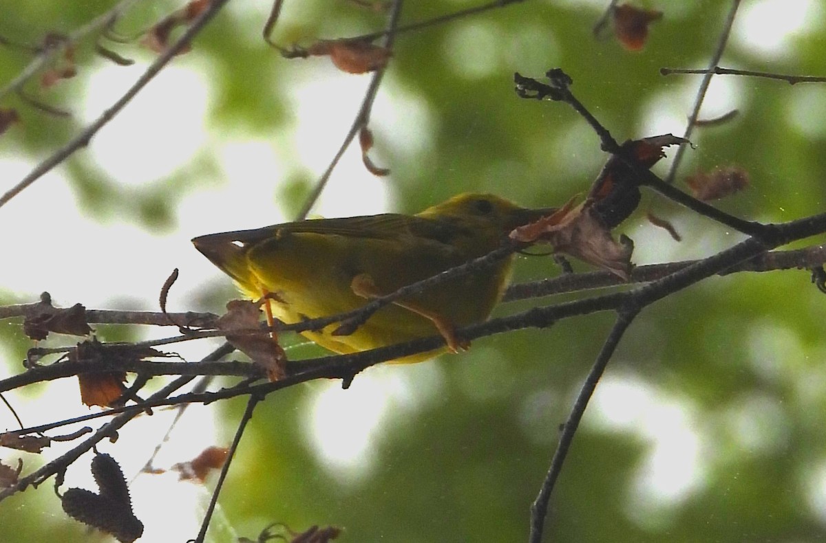 Yellow Warbler - ML621201986