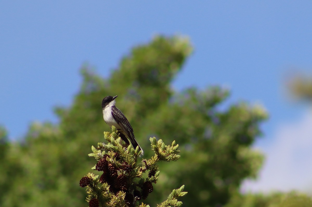 Eastern Kingbird - ML621201998
