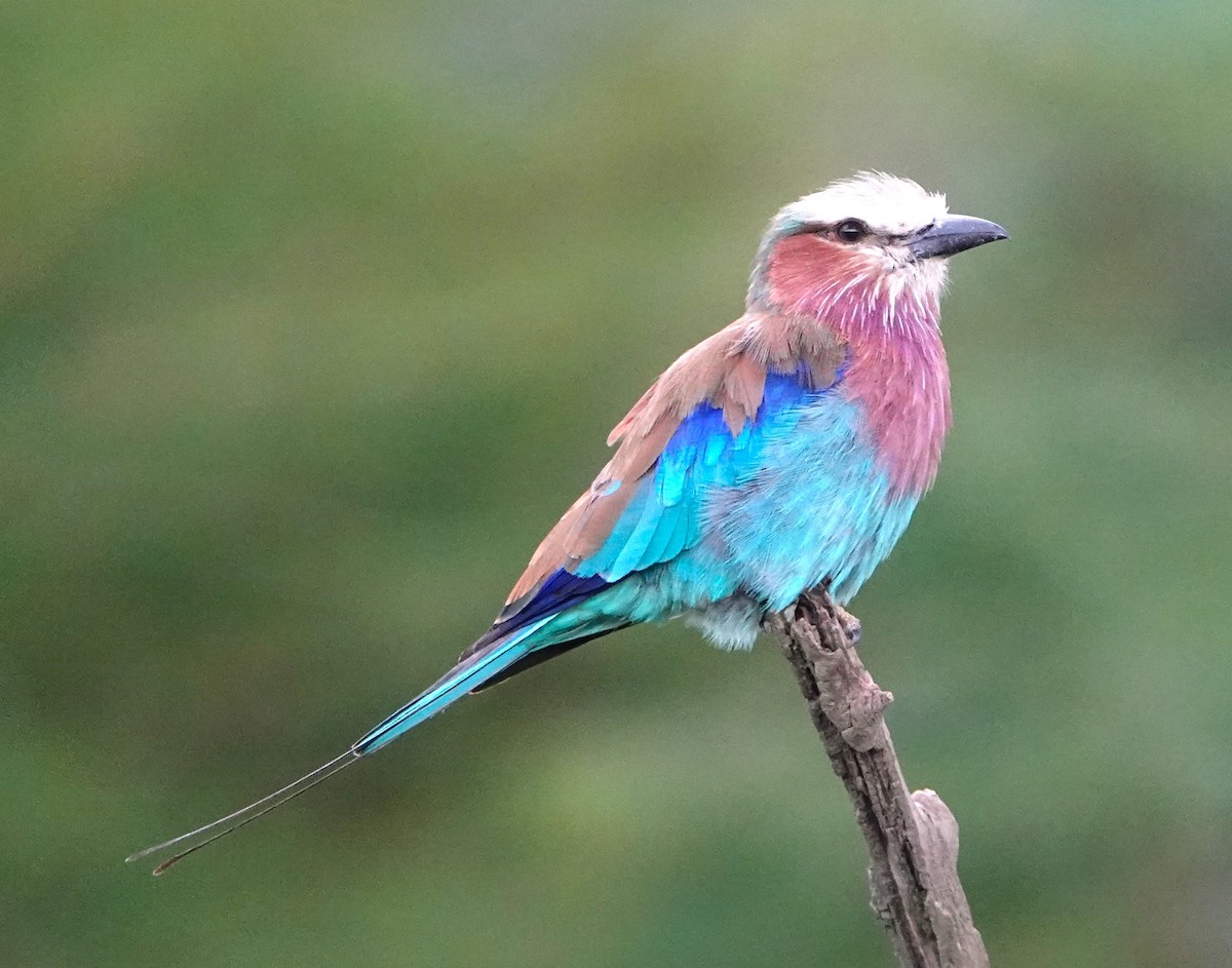 Lilac-breasted Roller - ML621202012