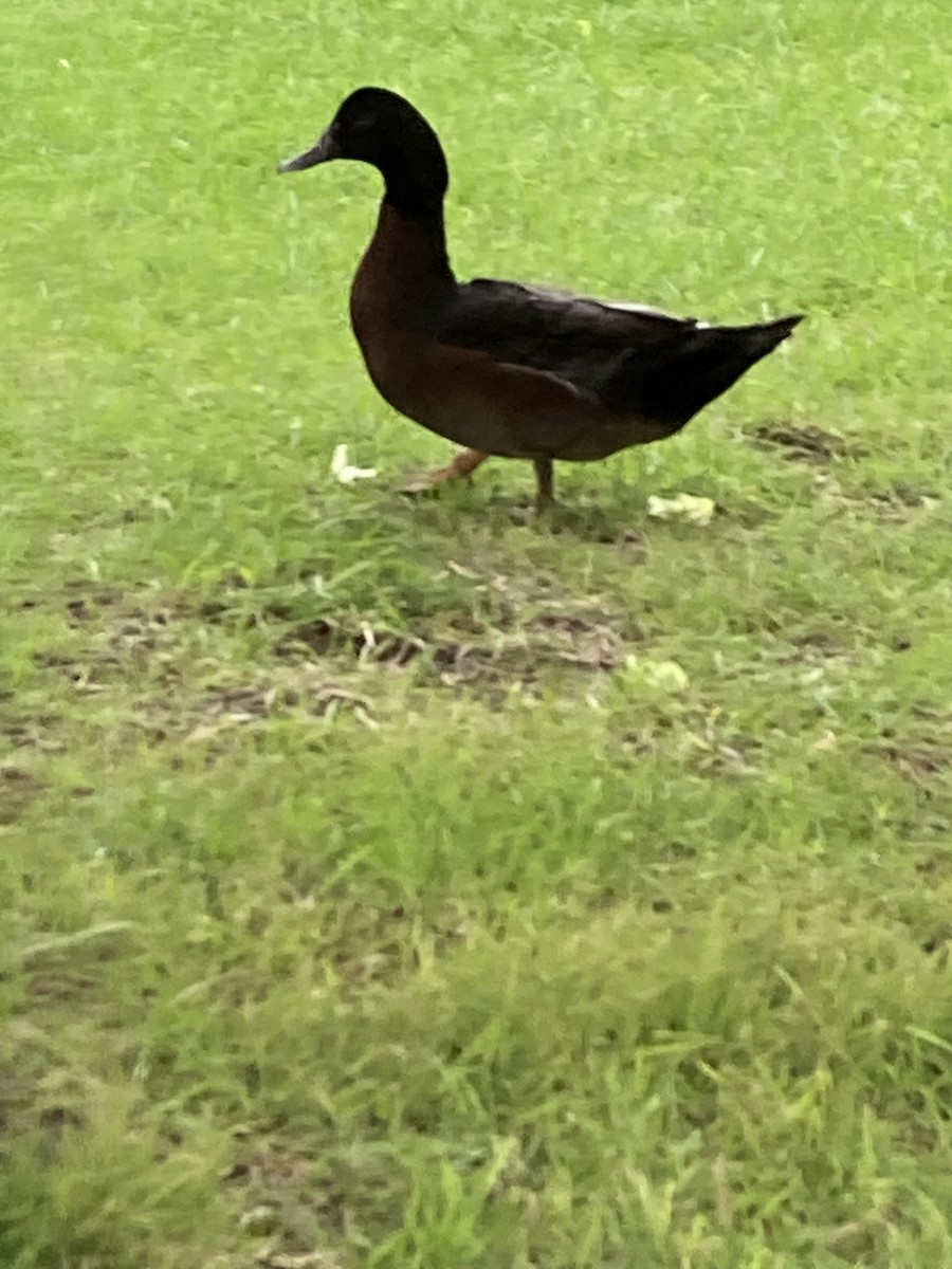 Muscovy Duck (Domestic type) - ML621202018