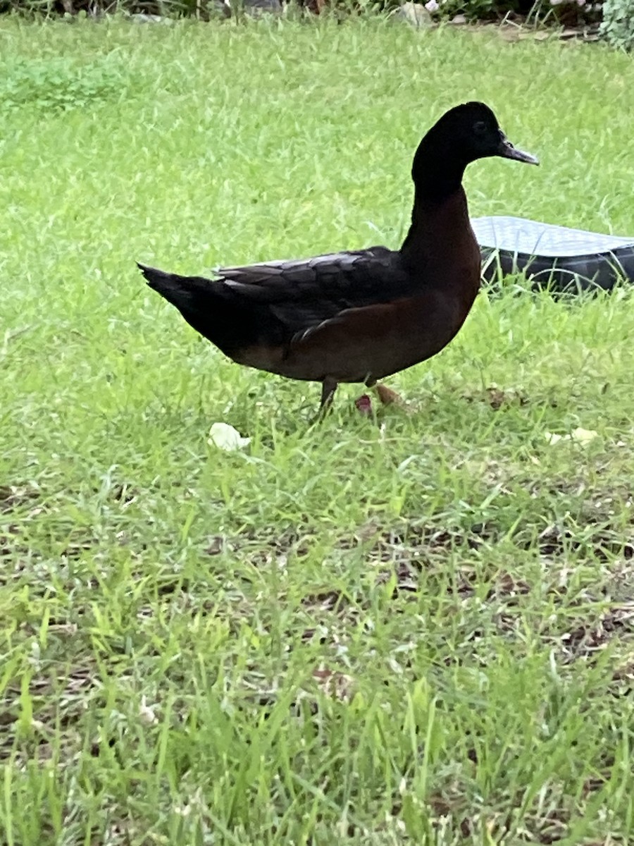 Muscovy Duck (Domestic type) - Paula St Lawrence
