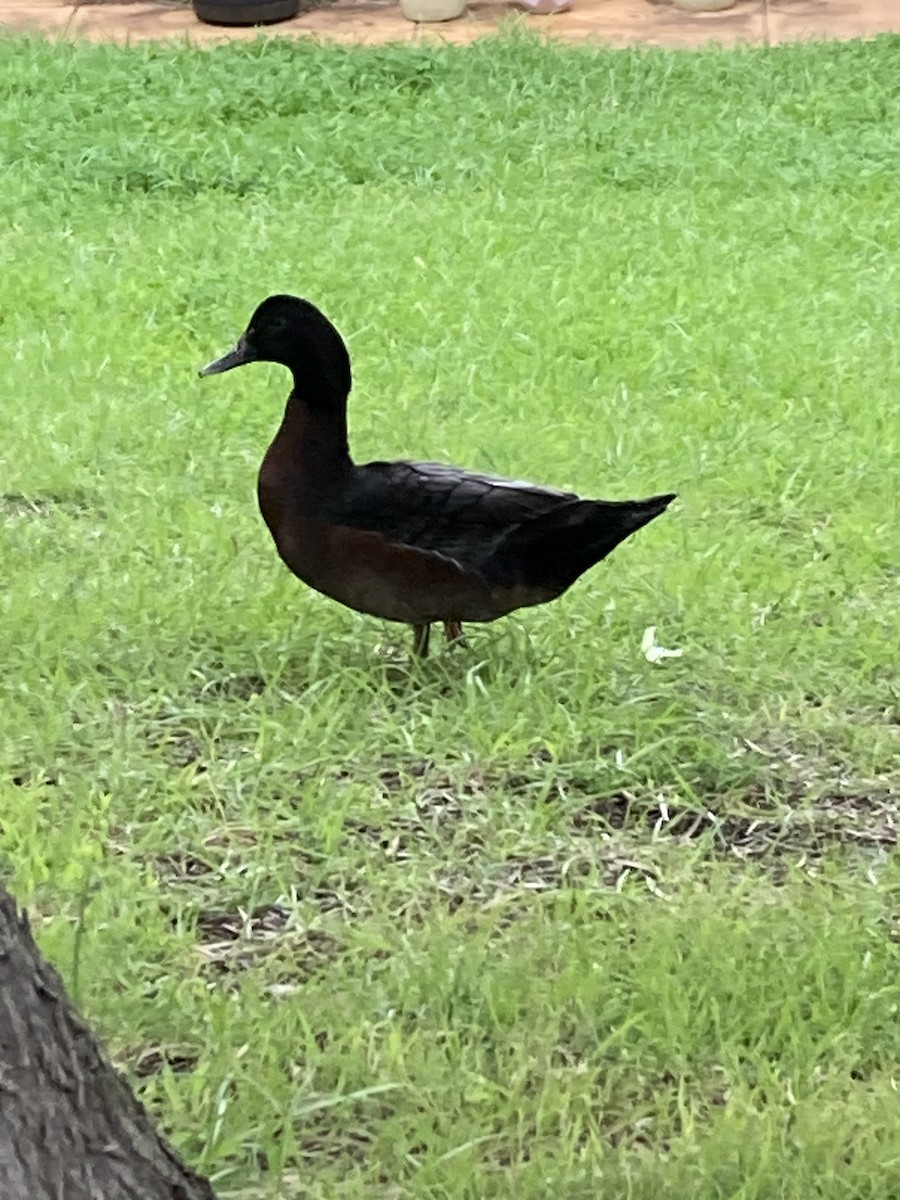 Muscovy Duck (Domestic type) - Paula St Lawrence