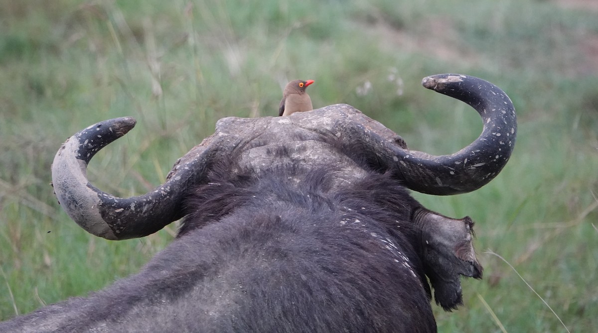 Red-billed Oxpecker - ML621202024