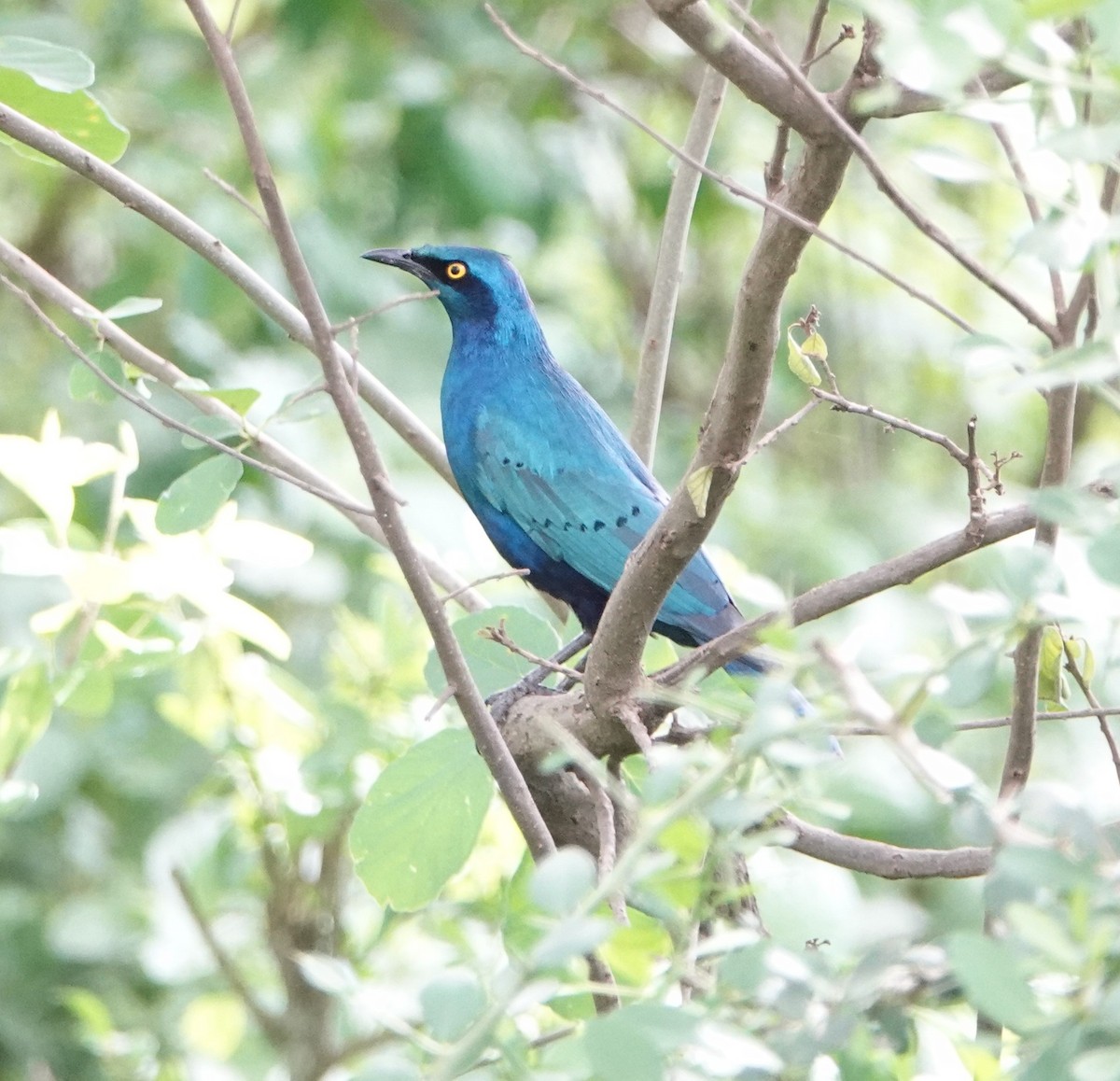 Greater Blue-eared Starling - ML621202029