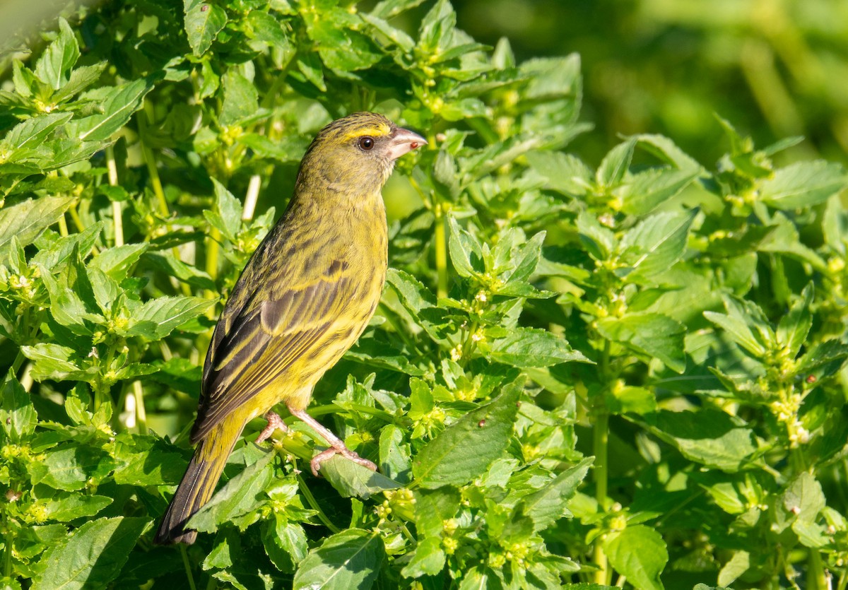 Forest Canary - ML621202048