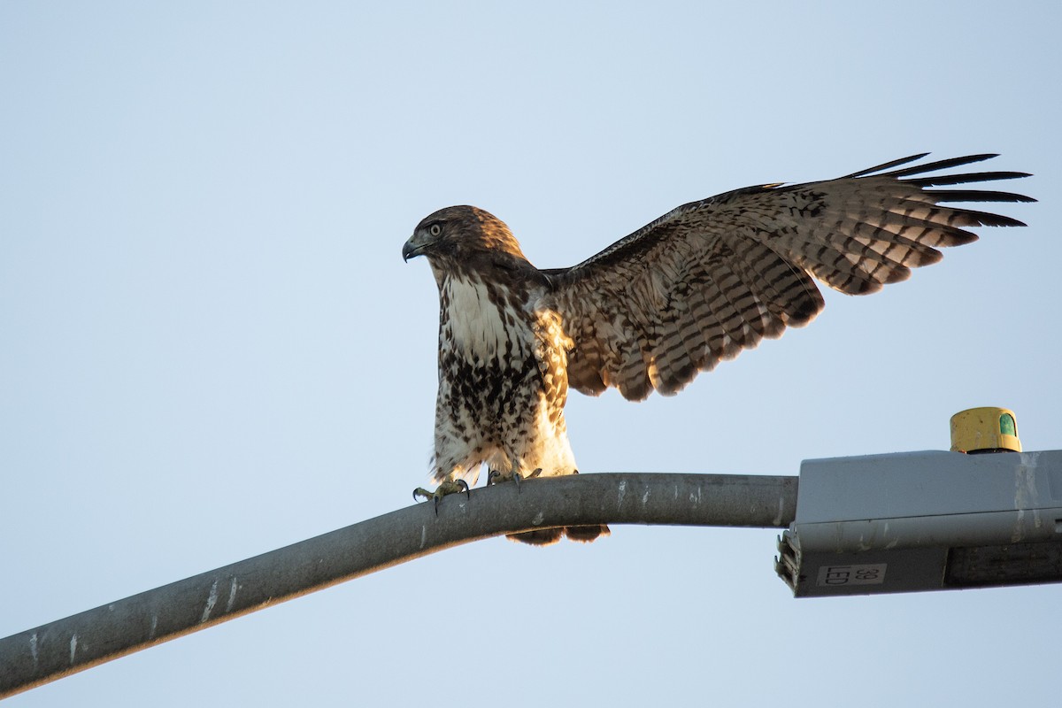 Red-tailed Hawk - ML621202060