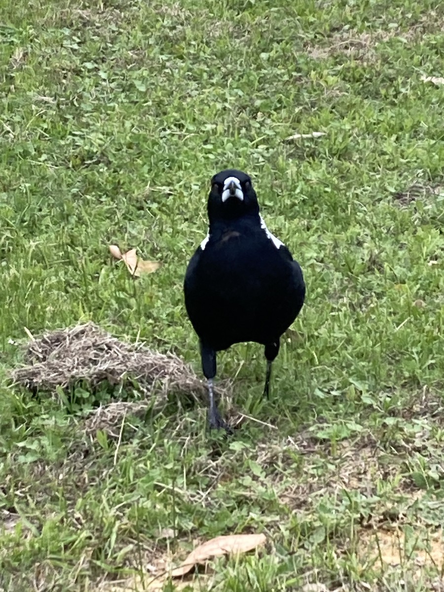 flétňák australský - ML621202066