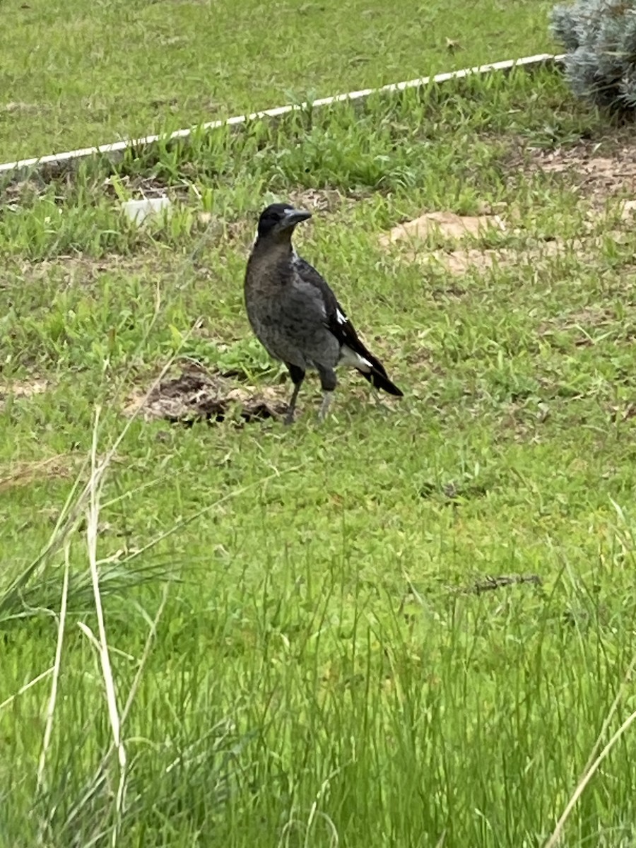 Australian Magpie - ML621202067