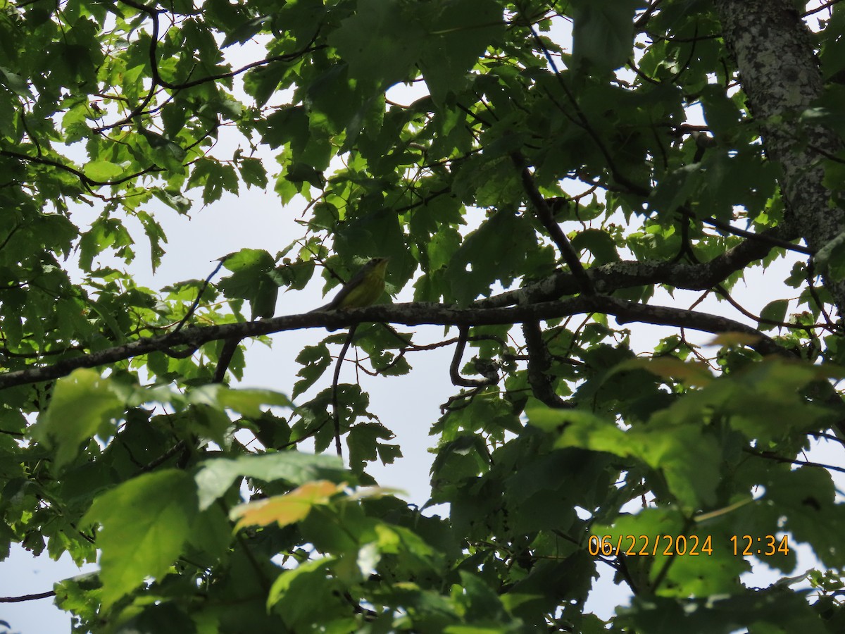 Canada Warbler - ML621202072