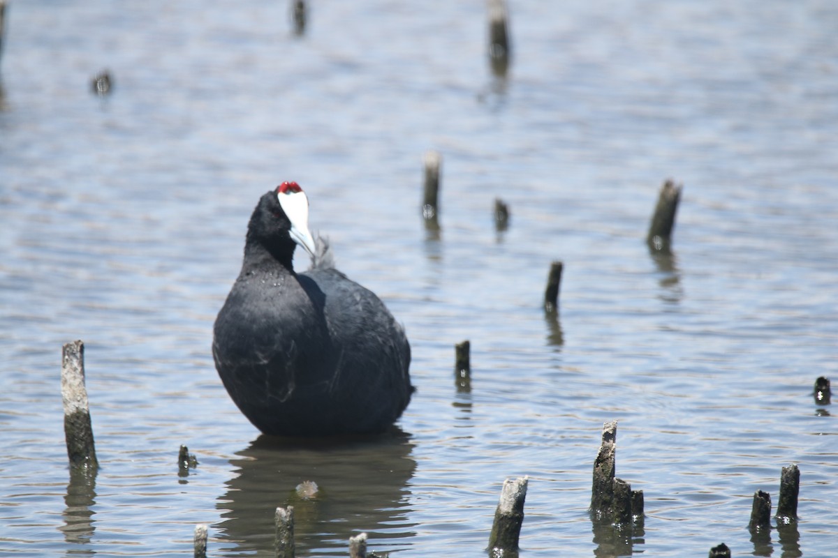 Red-knobbed Coot - ML621202073