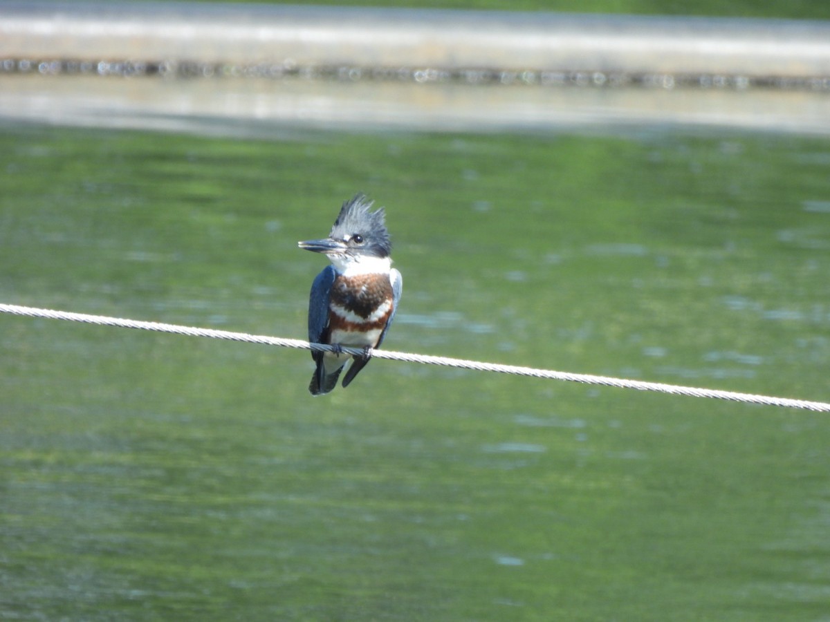Belted Kingfisher - ML621202083