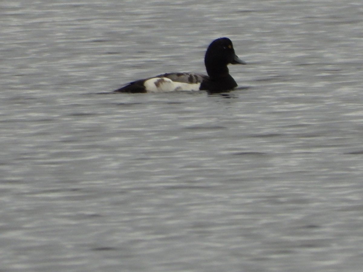 Greater Scaup - ML621202091