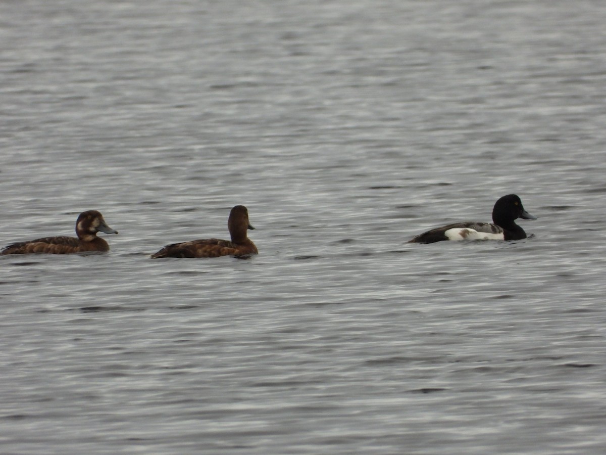 Greater Scaup - ML621202092