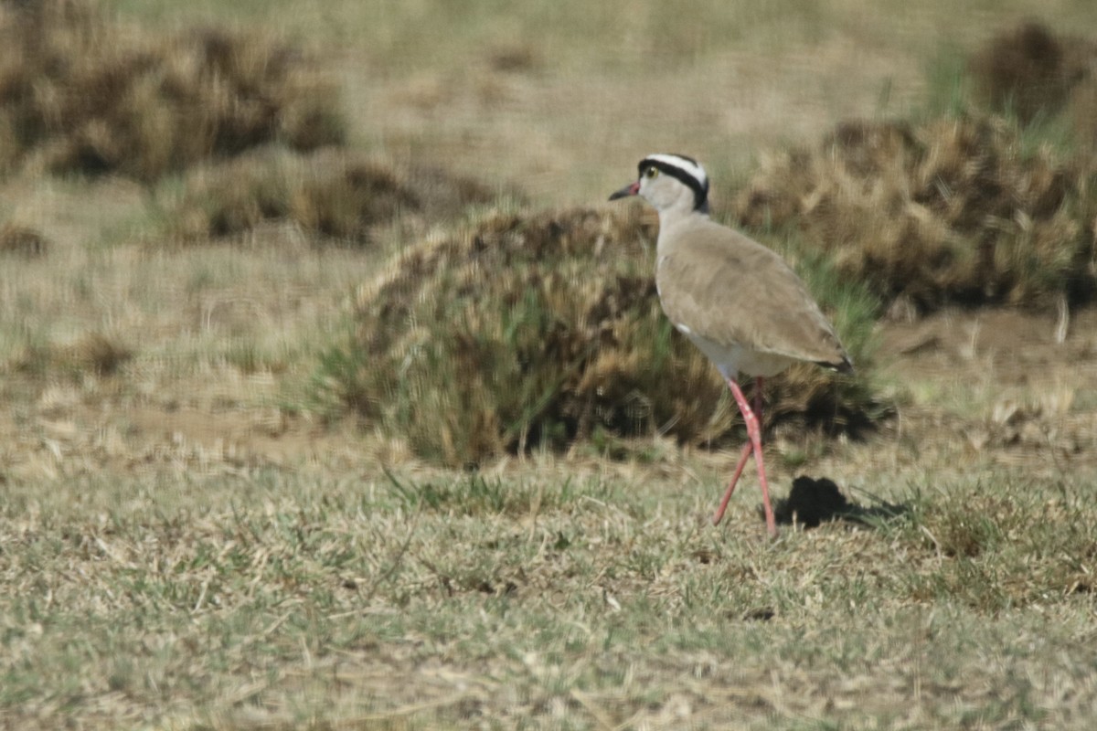 Crowned Lapwing - ML621202094