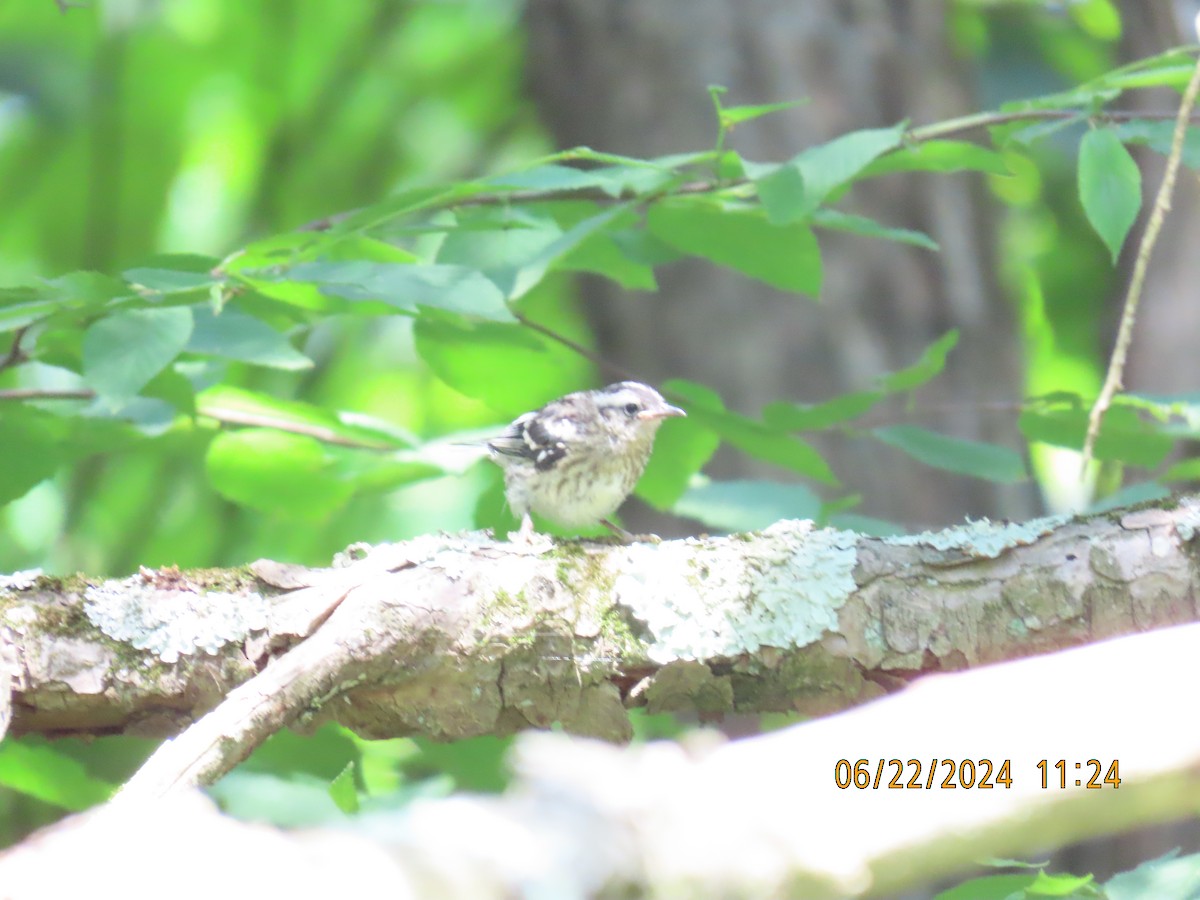 Black-and-white Warbler - ML621202097