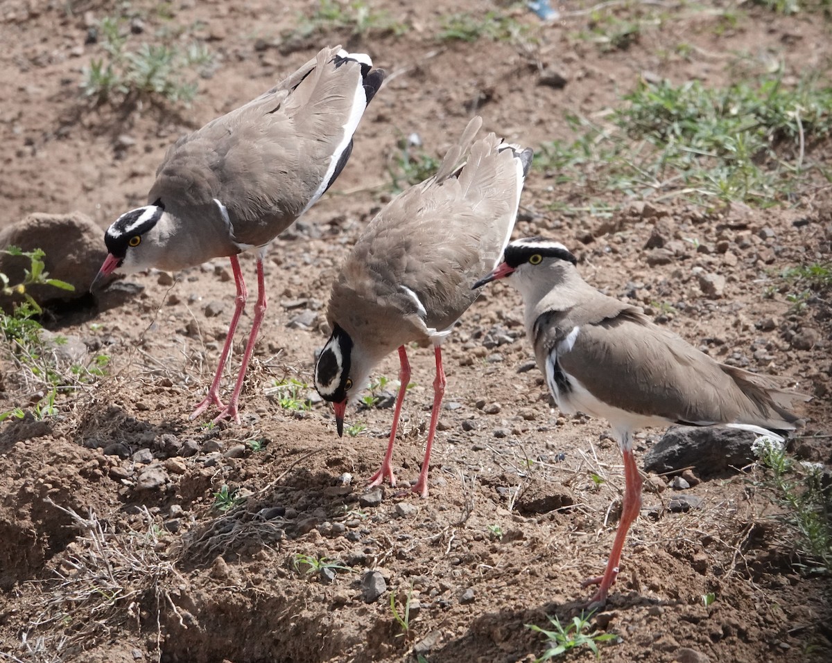 Crowned Lapwing - ML621202116