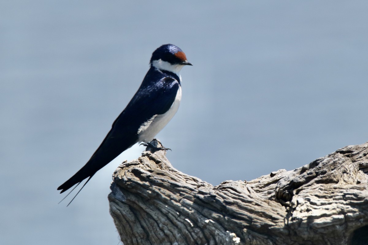 White-throated Swallow - ML621202124