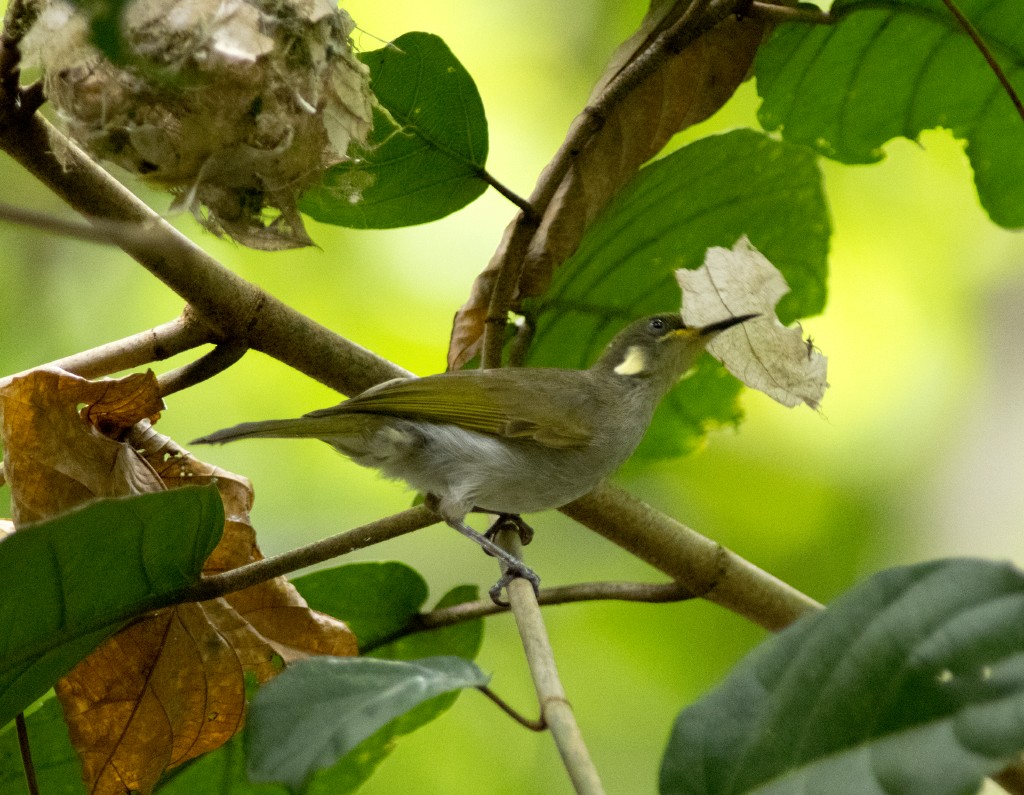 Puff-backed Honeyeater - Volkov Sergey