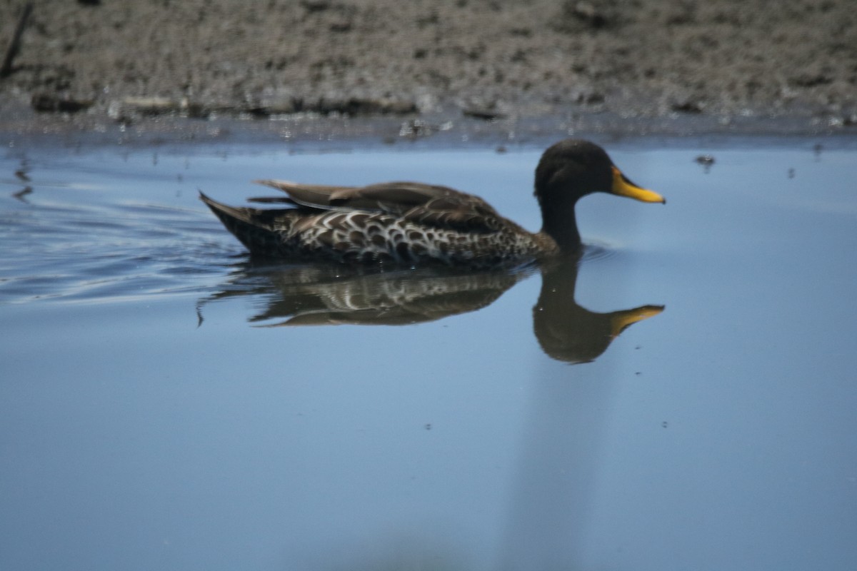 Yellow-billed Duck - ML621202134