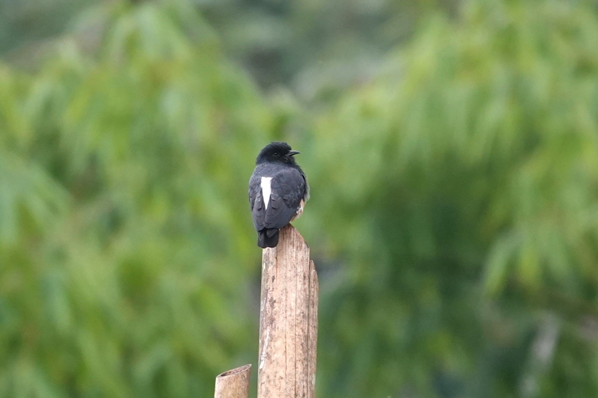 Swallow-winged Puffbird - ML621202155