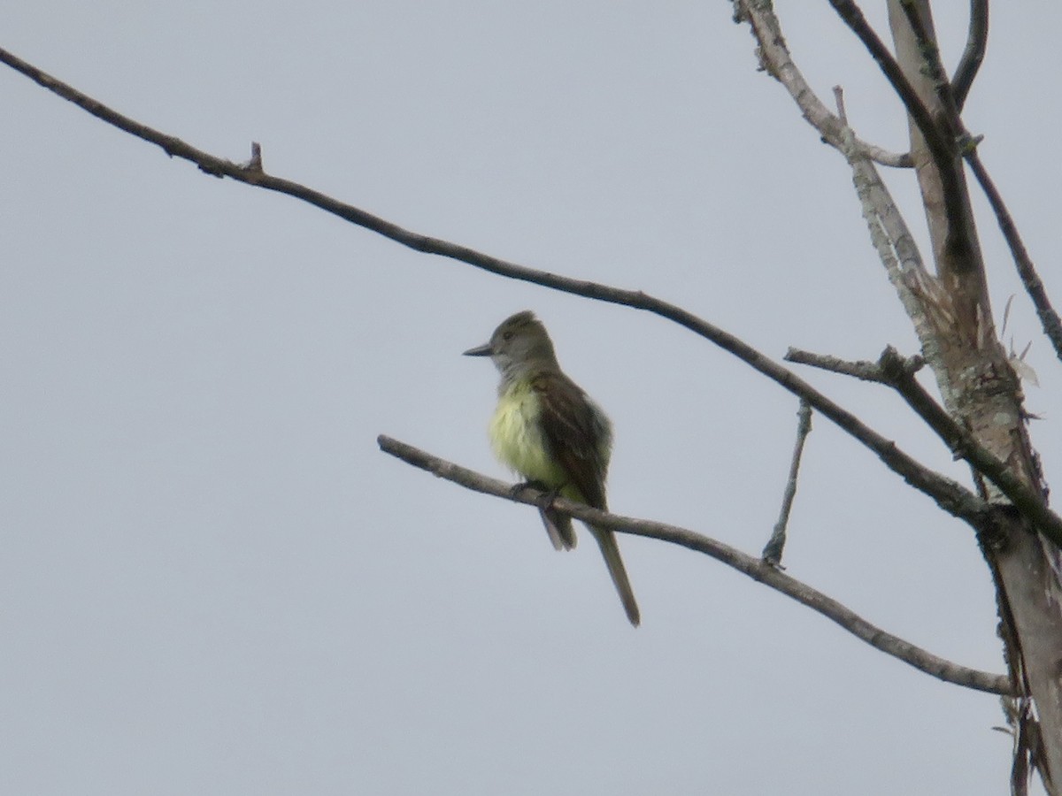 Great Crested Flycatcher - ML621202156