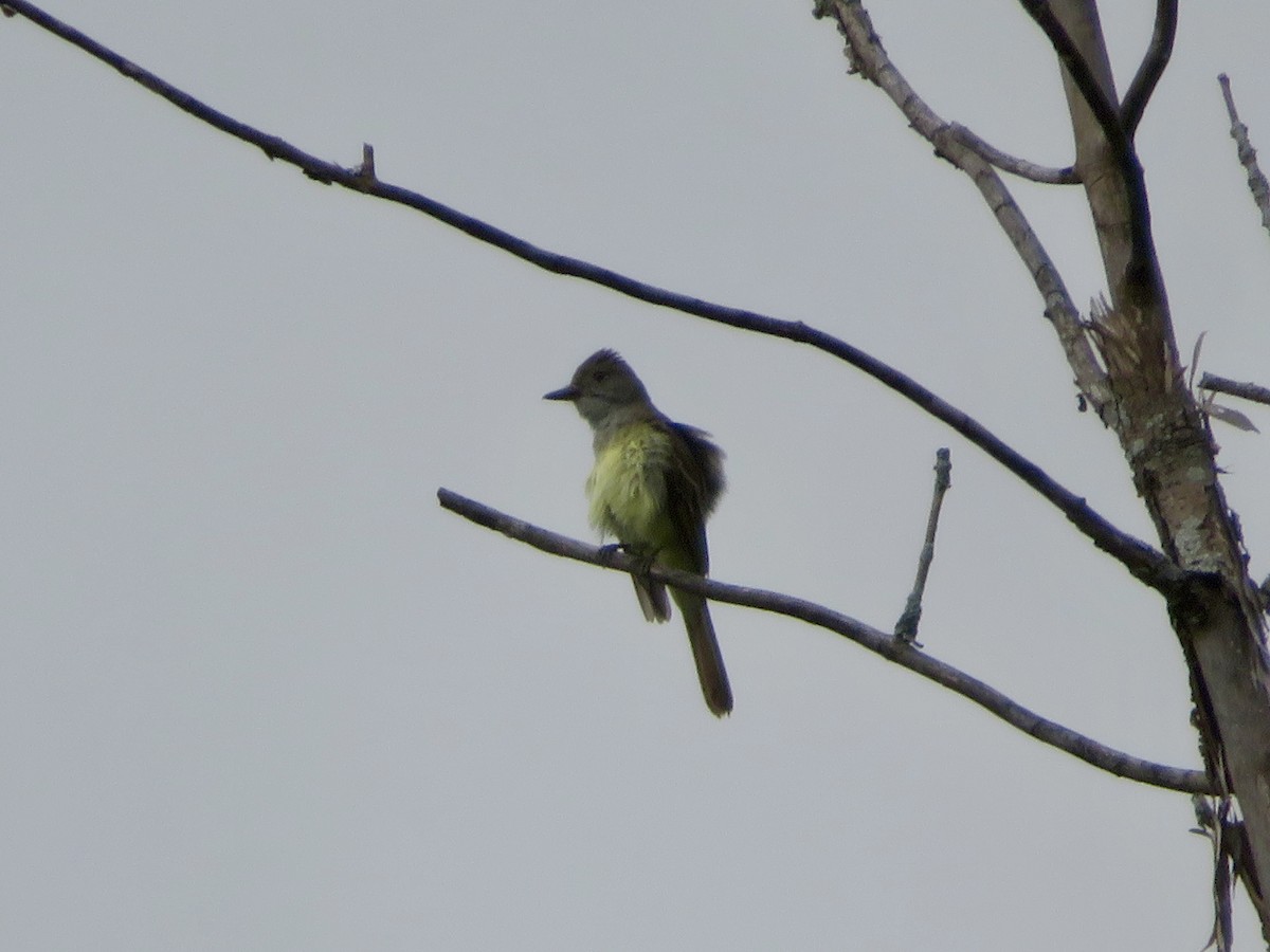 Great Crested Flycatcher - ML621202157