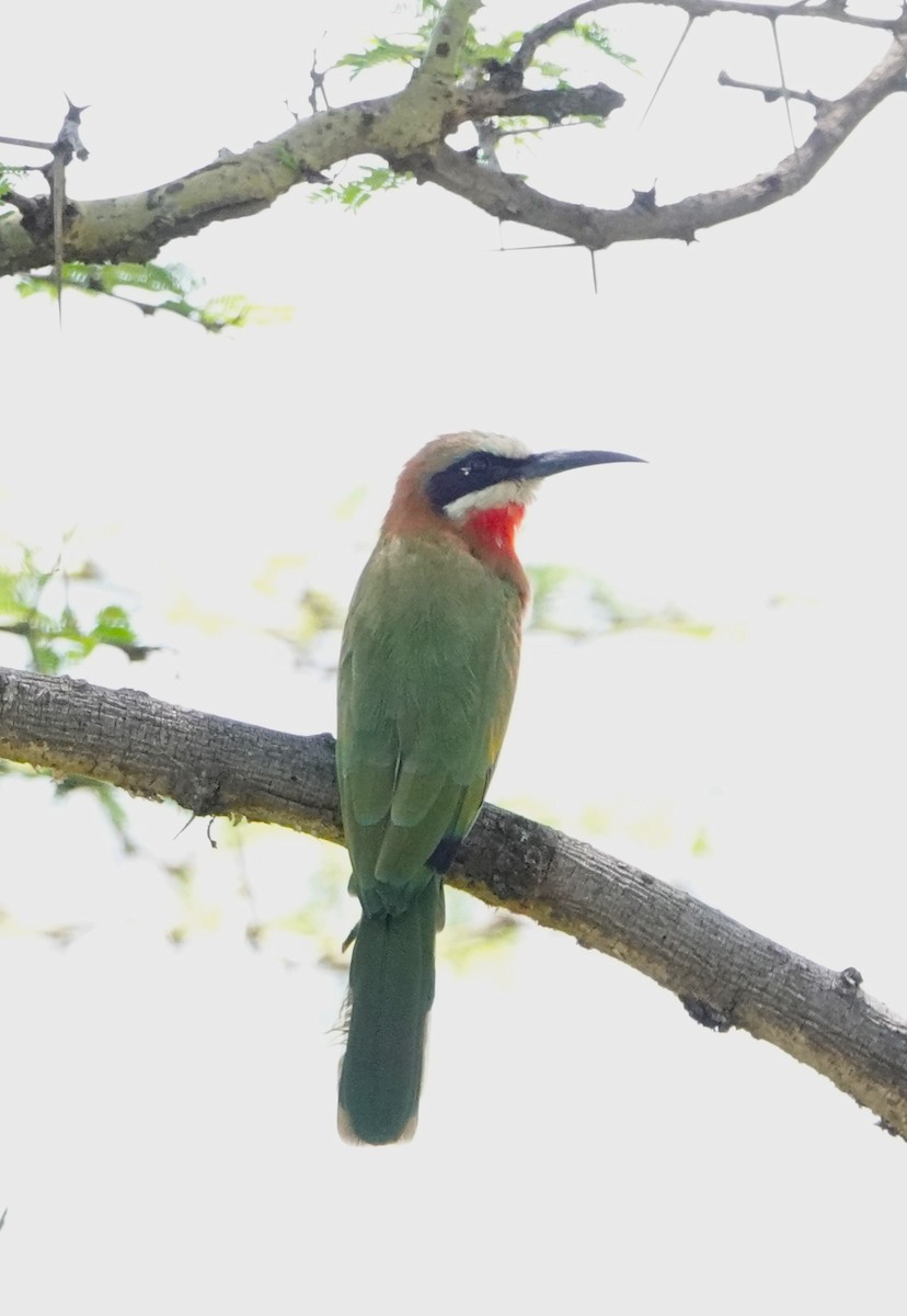 White-fronted Bee-eater - ML621202161