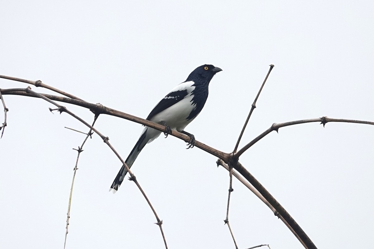 Magpie Tanager - ML621202167