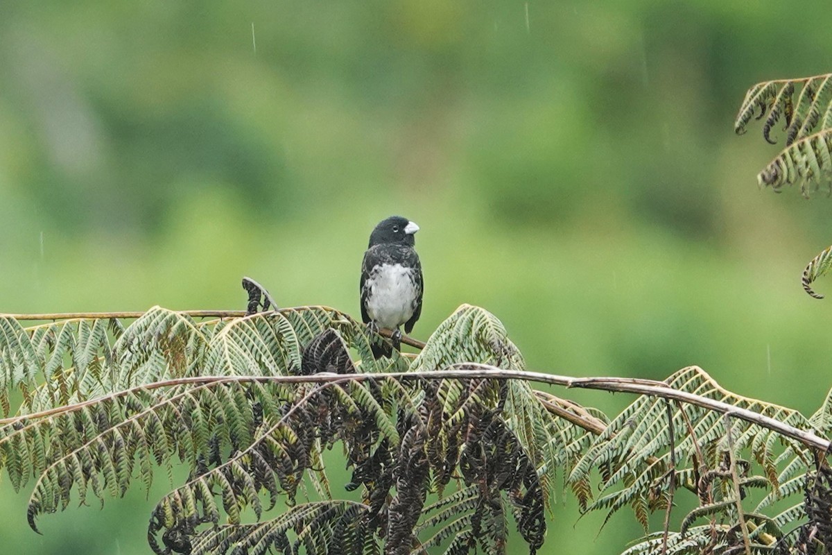 Black-and-white Seedeater - ML621202179