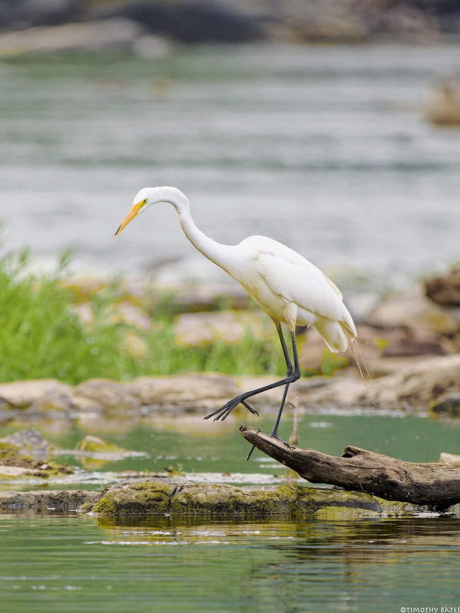 Grande Aigrette - ML621202191