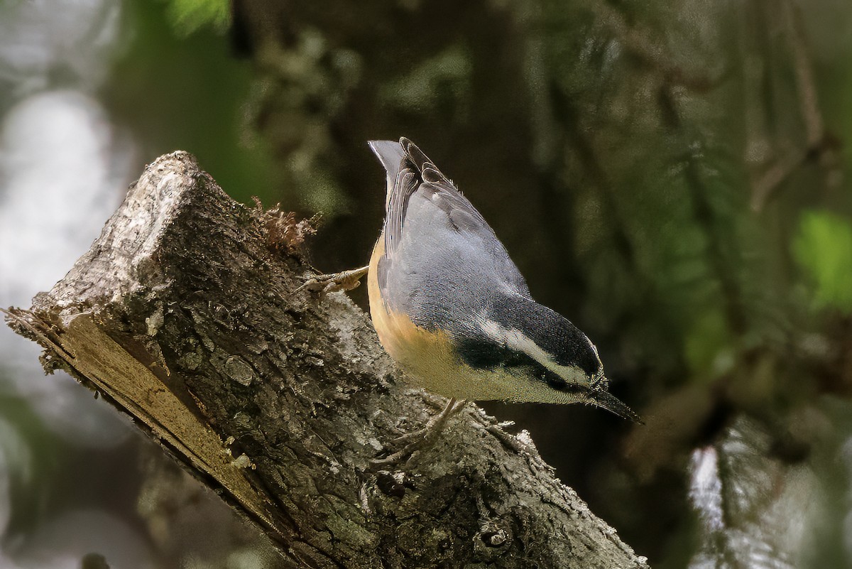 Red-breasted Nuthatch - ML621202201