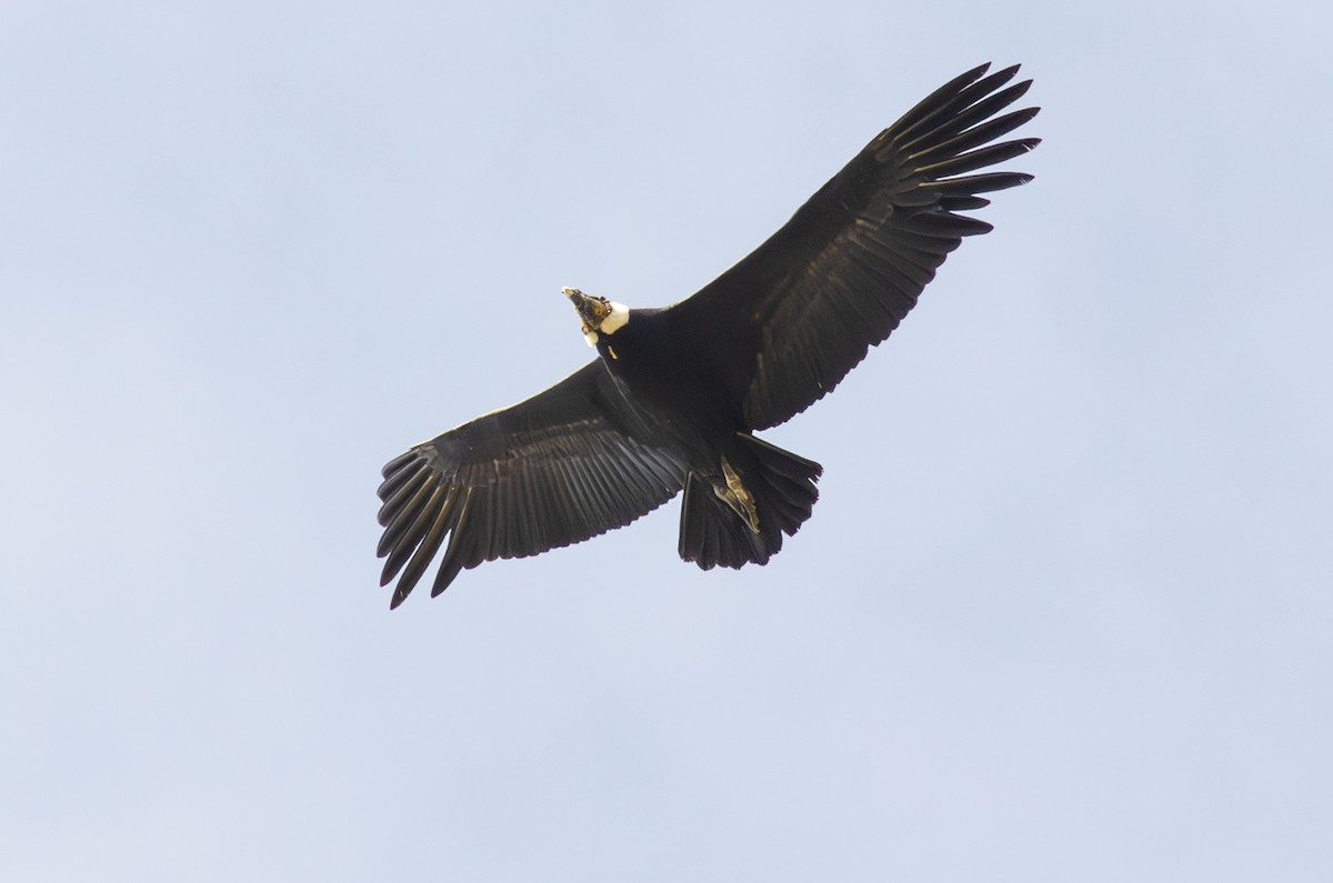Condor des Andes - ML621202205