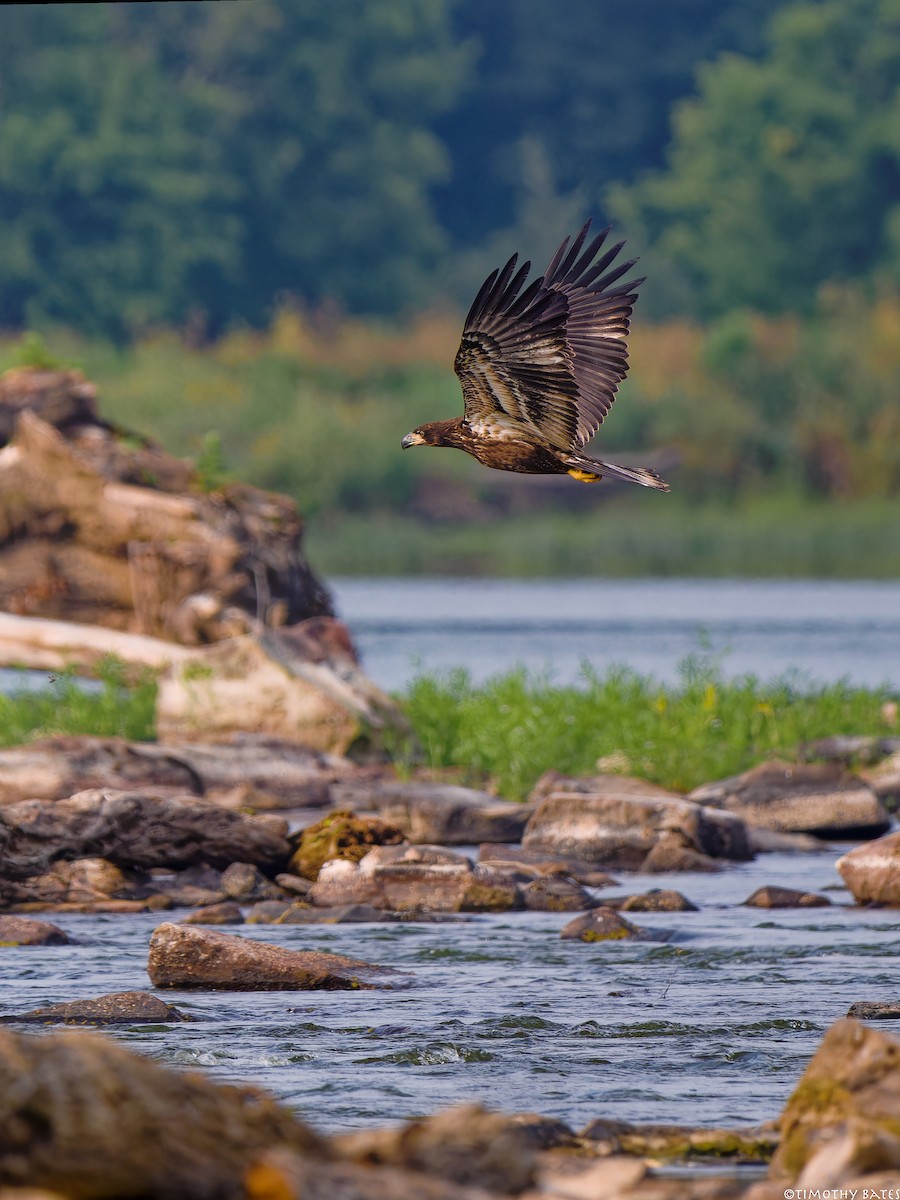 Pygargue à tête blanche - ML621202212