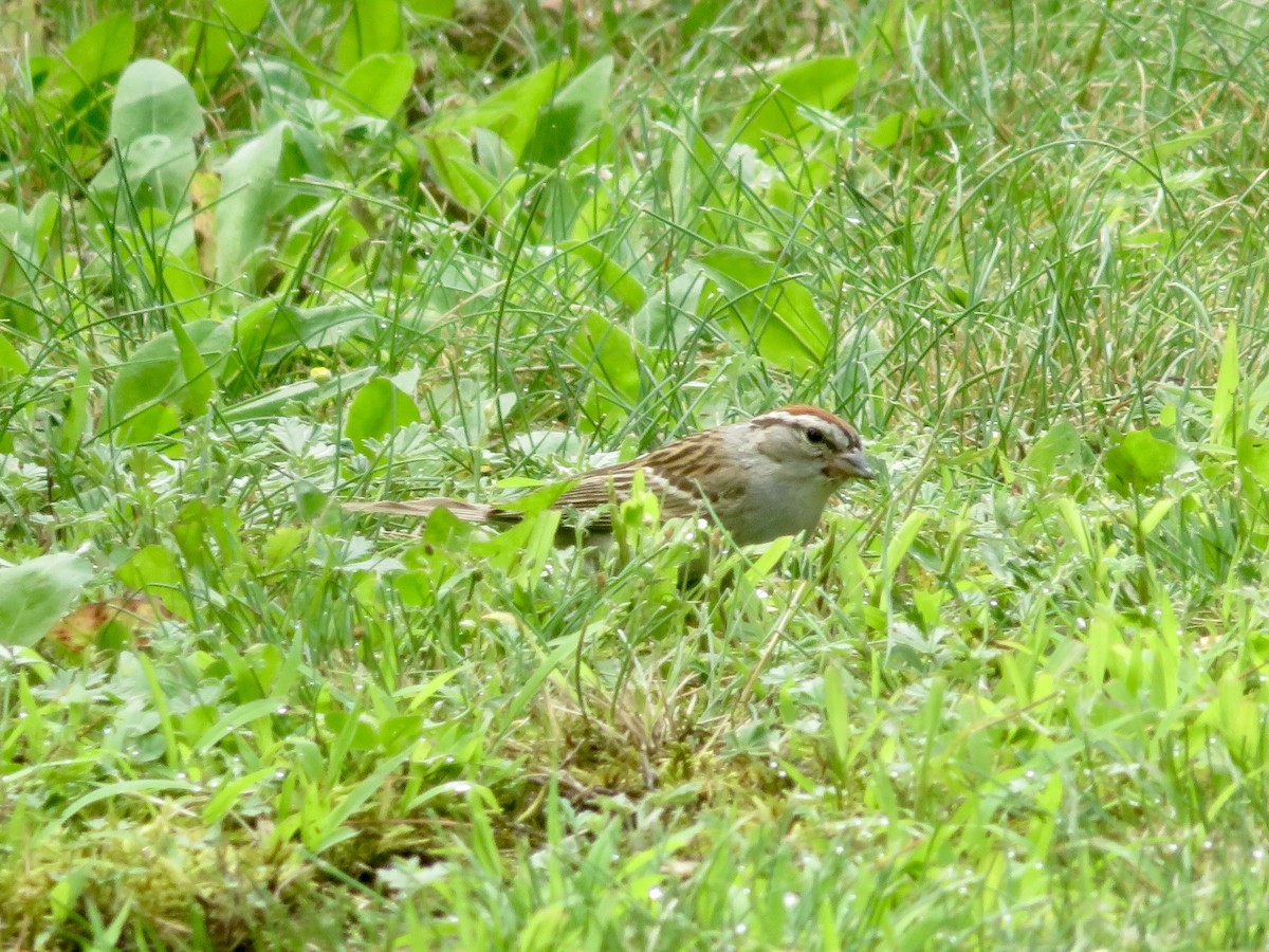 Chipping Sparrow - ML621202222